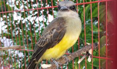 SAN LUIS: TRES CHIMANGOS, UN EJEMPLAR DE SUIRIRÍ Y UN JOTE CABEZA NEGRA FUERON RECUPERADOS EN EL CENTRO DE CONSERVACIÓN DE LA FLORIDA