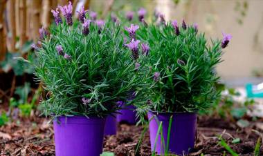 JARDINERÍA: CÓMO Y CUÁNDO CULTIVAR LAVANDA, LA PLANTA QUE AHUYENTA MOSQUITOS Y ALACRANES