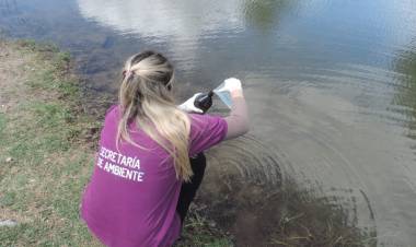 SAN LUIS: SE CONOCIERON LAS CAUSAS DE LA MORTANDAD DE CARPAS EN EL RÍO CONLARA