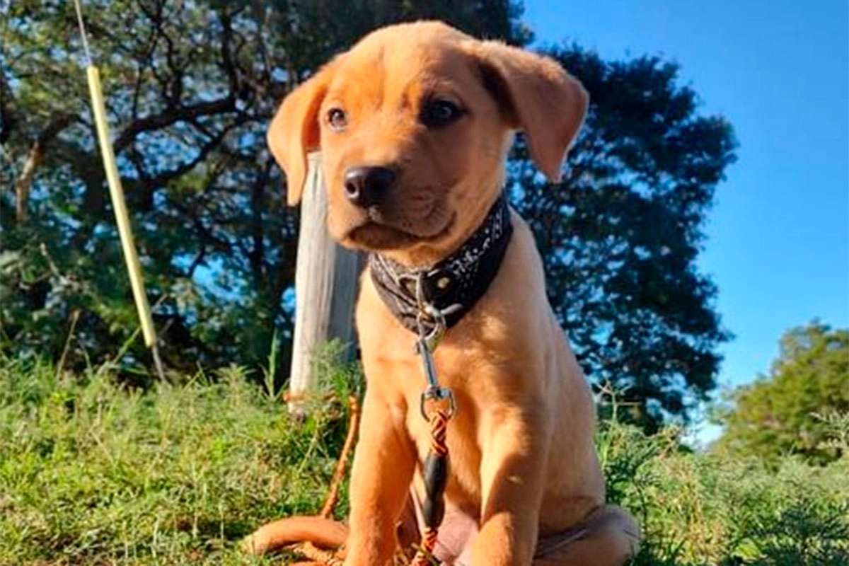 OCURRIÓ EN ENTRE RÍOS: SIMBA, LA CACHORRA RESCATADA EN UN ALLANAMIENTO QUE SE CONVIRTIÓ EN DETECTORA DE DROGAS