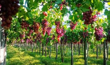 INVITACIÓN: “VIVÍ NUESTRA VENDIMIA EN SOL PUNTANO”, UN EVENTO ABIERTO A TODO EL PÚBLICO