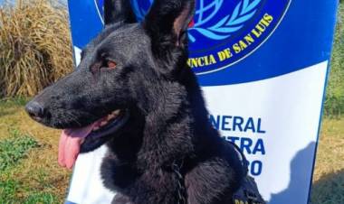 SAN LUIS: GINA, LA PERRA POLICÍA QUE DETECTÓ CASI $8 MILLONES EN MARIHUANA EN UN OPERATIVO EN VILLA MERCEDES