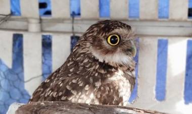 FAUNA SAN LUIS: MÁS EJEMPLARES SE RECUPERAN EN EL CENTRO DE CONSERVACIÓN DE LA FLORIDA