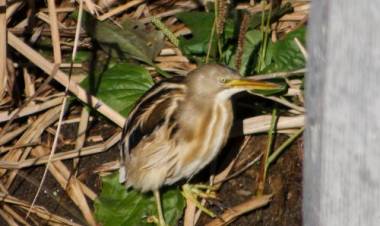 FAUNA NATIVA DE SAN LUIS: EL CENTRO DE OBSERVADORES DE AVES ‘ÑANDÚ’ REGISTRÓ UNA NUEVA ESPECIE EN VILLA MERCEDES 