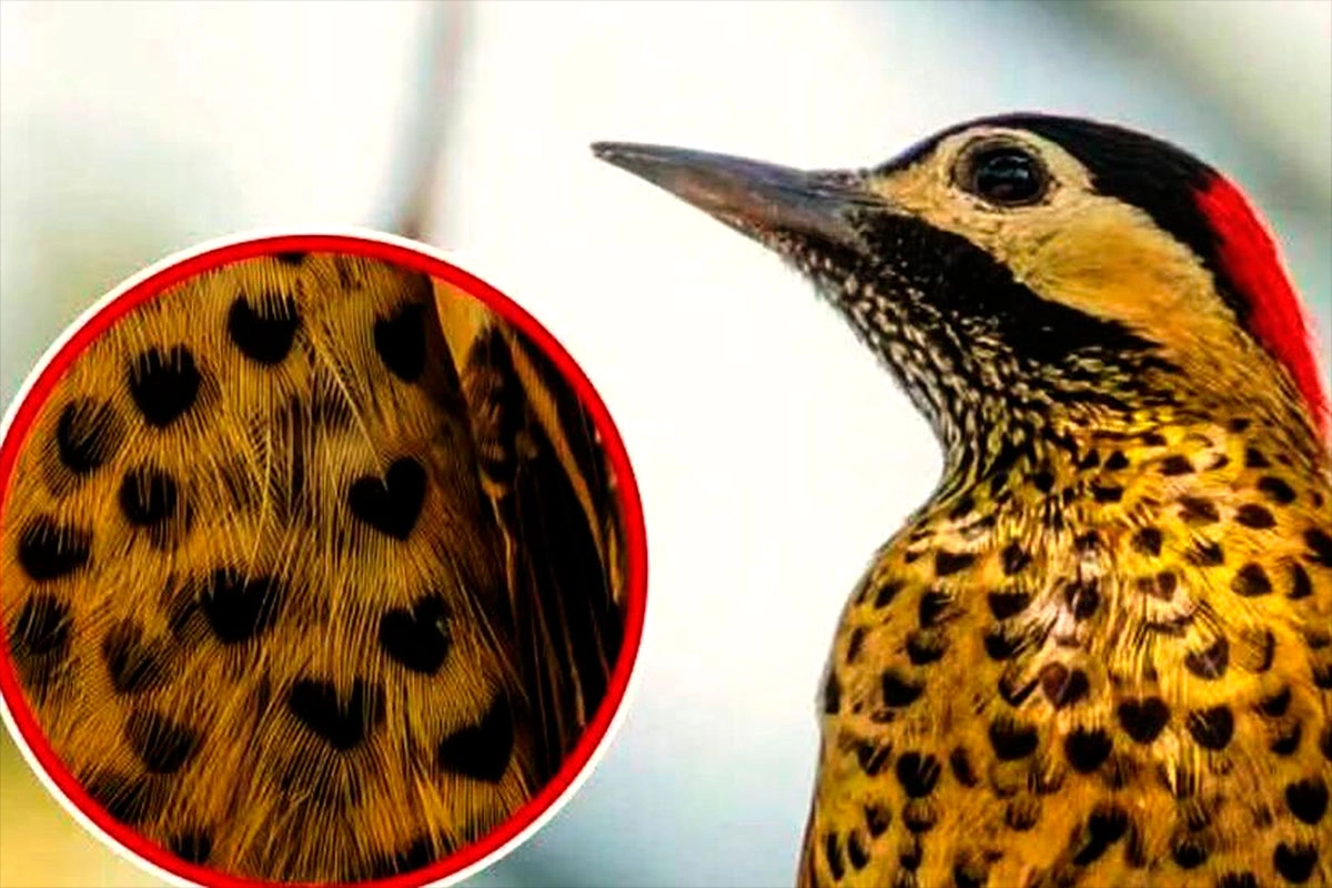 PÁJARO CARPINTERO CON MANCHAS DE CORAZÓN CAUTIVA EN REDES Y LLAMA A CONSERVAR LA BIODIVERSIDAD