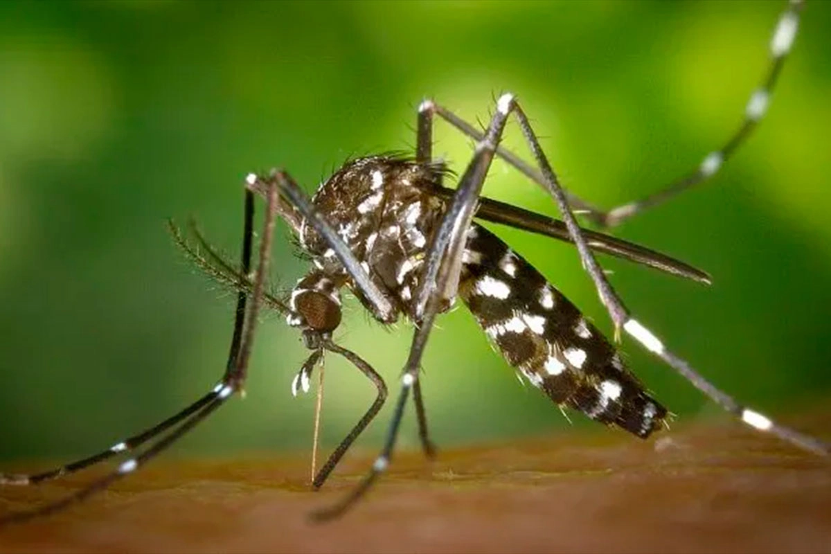 CHIKUNGUNYA: EL VIRUS QUE SE EXPANDE EN EL MUNDO Y DEJA SECUELAS INCAPACITANTES