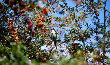 SAN LUIS: MARTES SOLEADO CON MÁXIMAS DE 21° TRAS UN AMANECER FRÍO