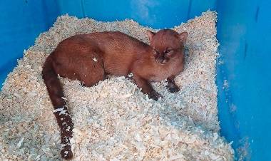 AVISTARON UN YAGUARUNDÍ EN NOGOLÍ: LA FAUNA NATIVA DE SAN LUIS, EN PRIMER PLANO