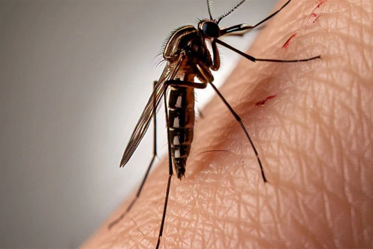 DENGUE: CUARTA SEMANA SIN CASOS AUTÓCTONOS Y DESCENSO SOSTENIDO