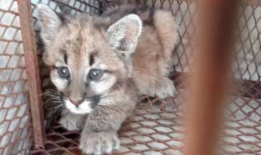 SAN LUIS: RESCATAN A UN CACHORRO DE PUMA EN EL DURAZNITO