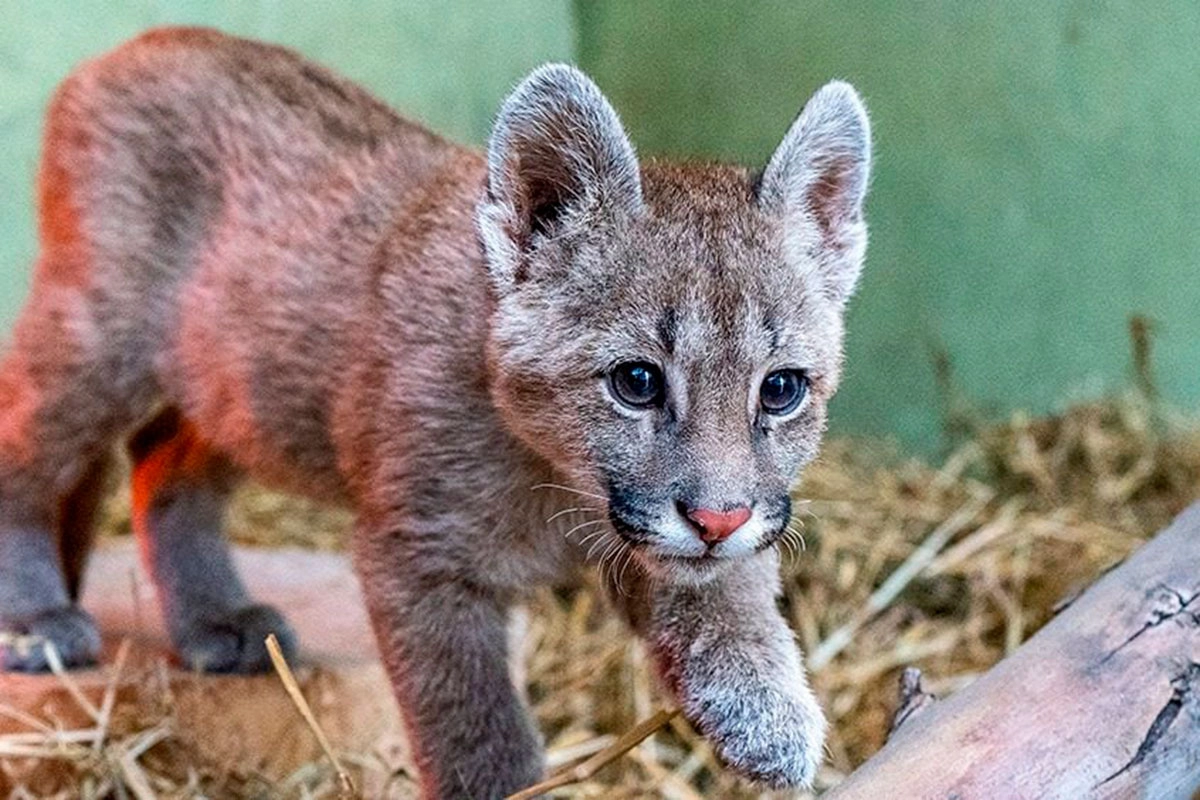 CRUELDAD ANIMAL EN CÓRDOBA: DETUVIERON A UN JOVEN QUE MATÓ A UN CACHORRO DE PUMA