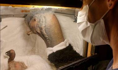 ‘ELUNEY’ Y ‘SAMAY’: LA HISTORIA PUNTANA DETRÁS DE UN NUEVO CÓNDOR ANDINO