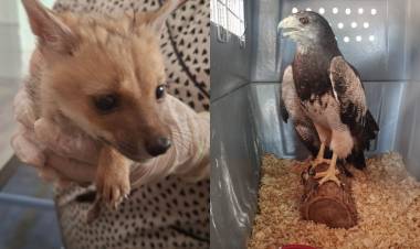 FAUNA DE SAN LUIS: UN ZORRO BEBÉ Y UN ÁGUILA MORA SE RECUPERAN EN EL CCVS DE LA FLORIDA 