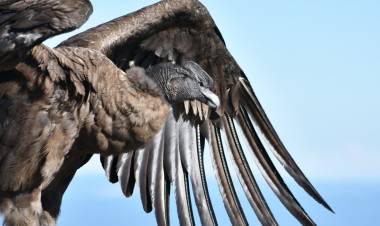 UN DOCUMENTAL DE CNN DESTACA A SAN LUIS COMO REFERENTE EN LA CONSERVACIÓN DEL CÓNDOR ANDINO
