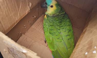 SAN LUIS: ANIMALES SILVESTRES RESCATADOS SE RECUPERAN EN LA FLORIDA