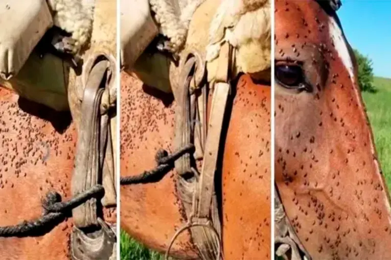 INVASIÓN DE MOSQUITOS EN SANTA FE: COMPLICACIONES EN COLONIA MASCÍAS Y ALERTA RURAL