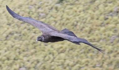 FINALIZÓ CON ÉXITO EL III CENSO SIMULTÁNEO DE CÓNDOR ANDINO EN LA PROVINCIA DE SAN LUIS