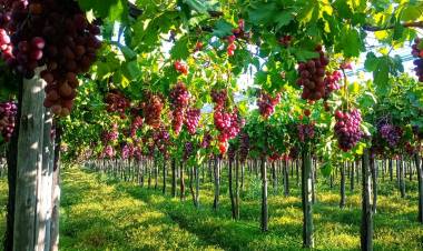 Sol Puntano realizará la tercera Vendimia Sanluiseña este viernes