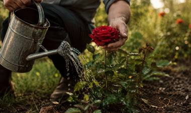 “Trescientas sesenta y cinco primaveras”: una poesía sobre el amor que florece cada día