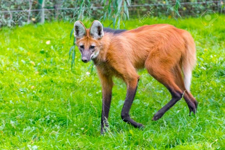 EN SAN LUIS SE HABRÍA VISTO UN AGUARÁ GUAZÚ EN LA ZONA DE EL TRAPICHE