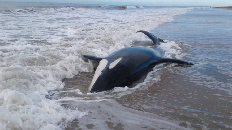 BUENOS AIRES: HAY 7 ORCAS ENCALLADAS EN MAR CHIQUITA