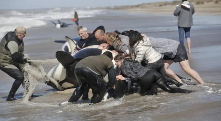 RESCATARON 6 DE LAS 7 ORCAS VARADAS EN MAR CHIQUITA