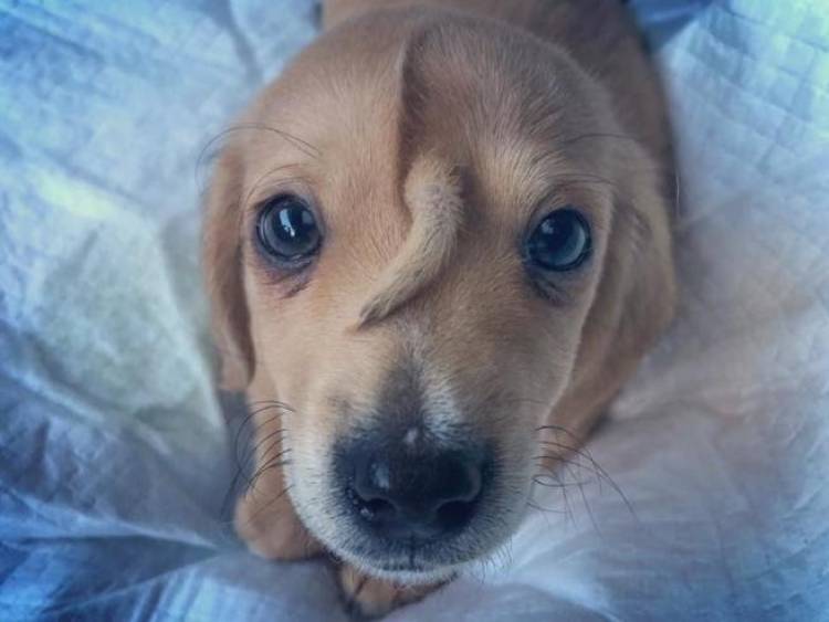 EE.UU.: NARVAL EL PERRO UNICORNIO BUSCA UN HOGAR
