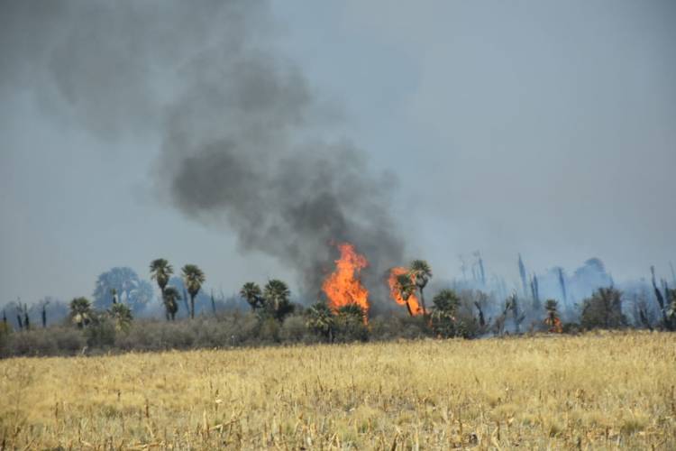 INCENDIOS FORESTALES EN SAN LUIS: EL FUEGO EN VILLA DEL CARMEN ARRASA CON EL BOSQUE NATIVO