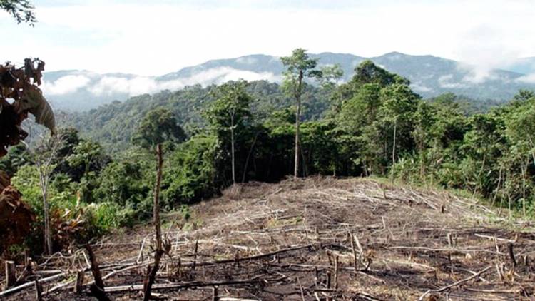 GREENPEACE DENUNCIA QUE EN CUATRO PROVINCIAS SE DEFORESTARON CASI 50.000 HECTÁREAS DURANTE LA CUARENTENA