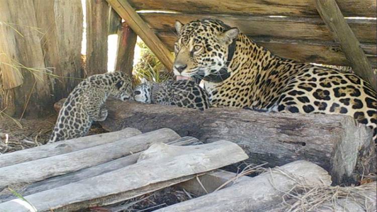 EN CORRIENTES LIBERARON A TRES YAGUARETÉS EN EL PARQUE NACIONAL IBERÁ