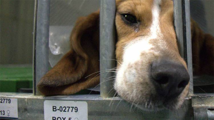 EN ESPAÑA DENUNCIAN QUE UN LABORATORIO SACRIFICARÁ CACHORROS DE RAZA BEAGLE TRAS UN EXPERIMENTO MÉDICO