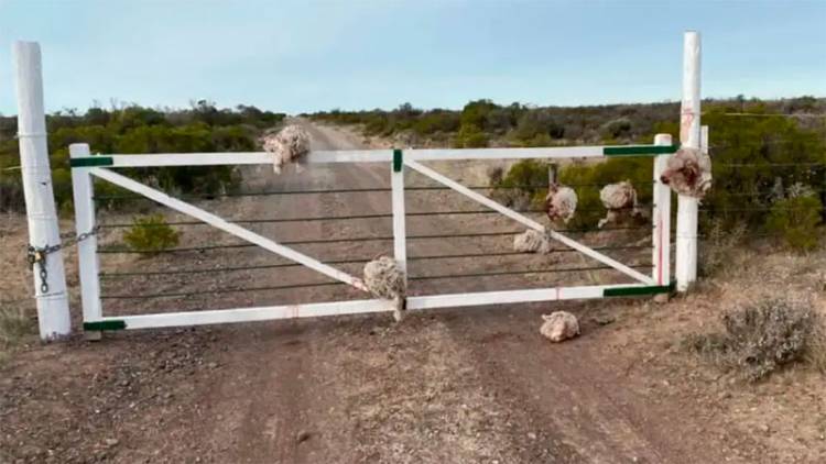 CHUBUT: ROBARON OVEJAS DE UN CAMPO Y DEJARON CABEZAS COLGADAS DE LA TRANQUERA