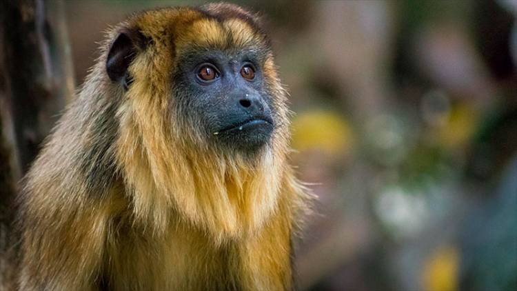 COMO MEDIDA DE PROTECCIÓN, DOS PROVINCIAS DEL NEA YA DECLARARON MONUMENTO NATURAL AL MONO CARAYÁ
