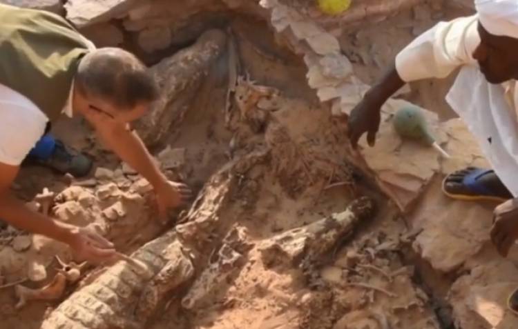LAS MOMIAS DE DIEZ COCODRILOS QUE LLEVAN MÁS DE 2.300 AÑOS ENTERRADOS FUERON DESCUBIERTAS