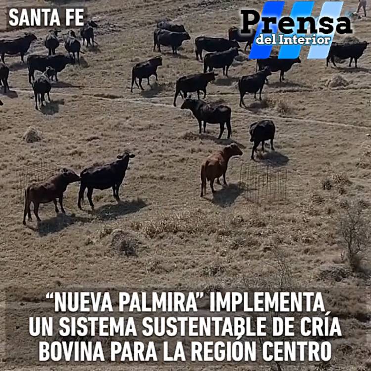 SANTA FE: MANEJO PRODUCTIVO EN BOVINOS