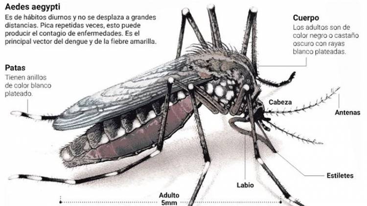 HAY MÁS DE 54 MIL CASOS POSITIVOS Y SON 42 LOS MUERTOS POR DENGUE EN EL PAÍS: CREEN QUE EL BROTE SEGUIRÁ HASTA MAYO