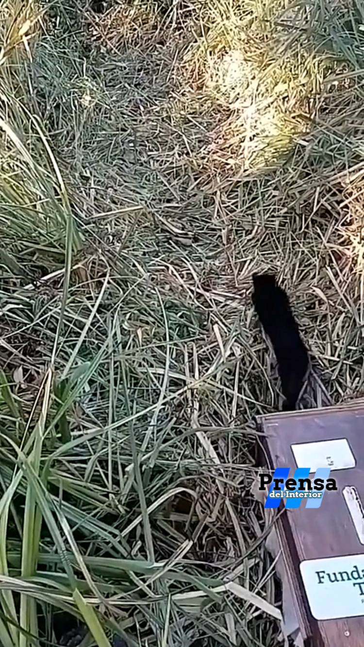 PARQUE NACIONAL CIERVO DE LOS PANTANOS: REINSERTAN DOS CRÍAS DE GATO MONTÉS