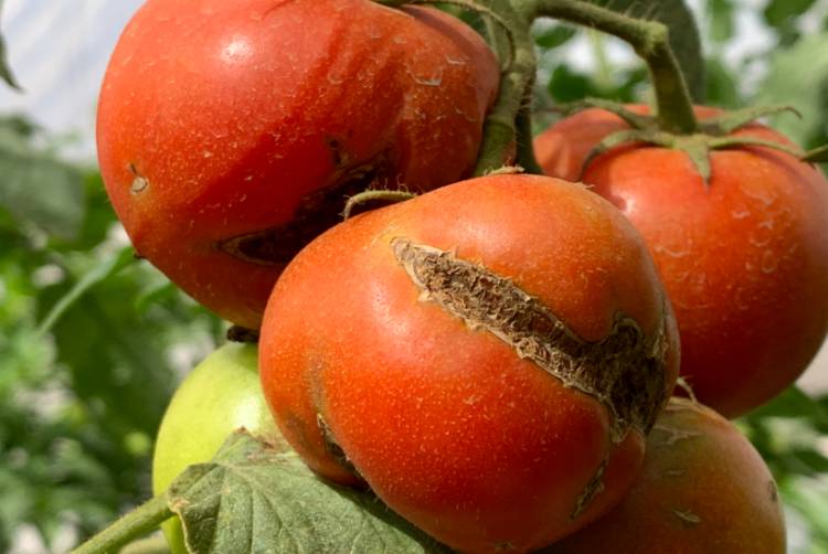 SANIDAD VEGETAL: PREVENCIÓN DEL VIRUS RUGOSO DEL TOMATE