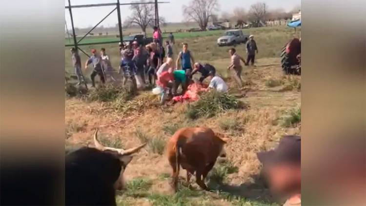 MIRÁ LOS VIDEOS: VOLCÓ UN CAMIÓN QUE TRANSPORTABA VACAS Y LAS FAENARON AL COSTADO DE LA RUTA