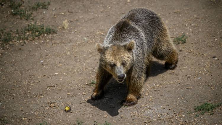 UN OSO ESCAPÓ DE UN AVIÓN EN EL AEROPUERTO DE DUBAI