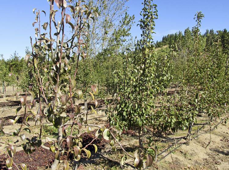 SANIDAD VEGETAL: ESTRATEGIAS DE CONTROL DE FITOPLASMAS