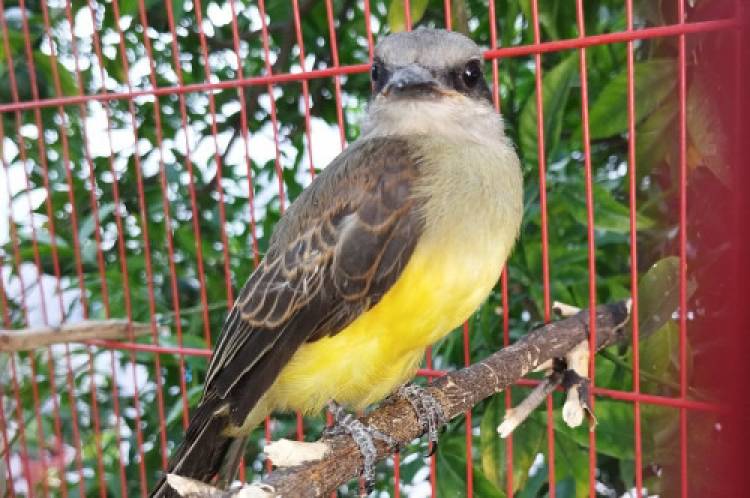 SAN LUIS: TRES CHIMANGOS, UN EJEMPLAR DE SUIRIRÍ Y UN JOTE CABEZA NEGRA FUERON RECUPERADOS EN EL CENTRO DE CONSERVACIÓN DE LA FLORIDA