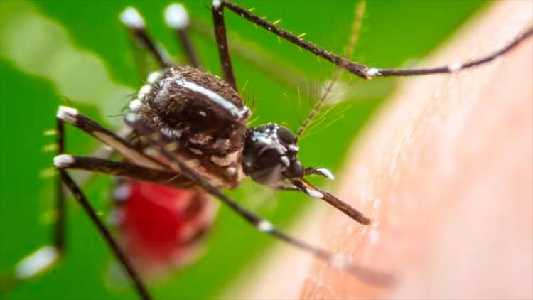 ANTE EL BROTE DE DENGUE, POR QUÉ LOS MOSQUITOS PICAN A UNOS MÁS QUE A OTROS: DETALLES DEL MECANISMO