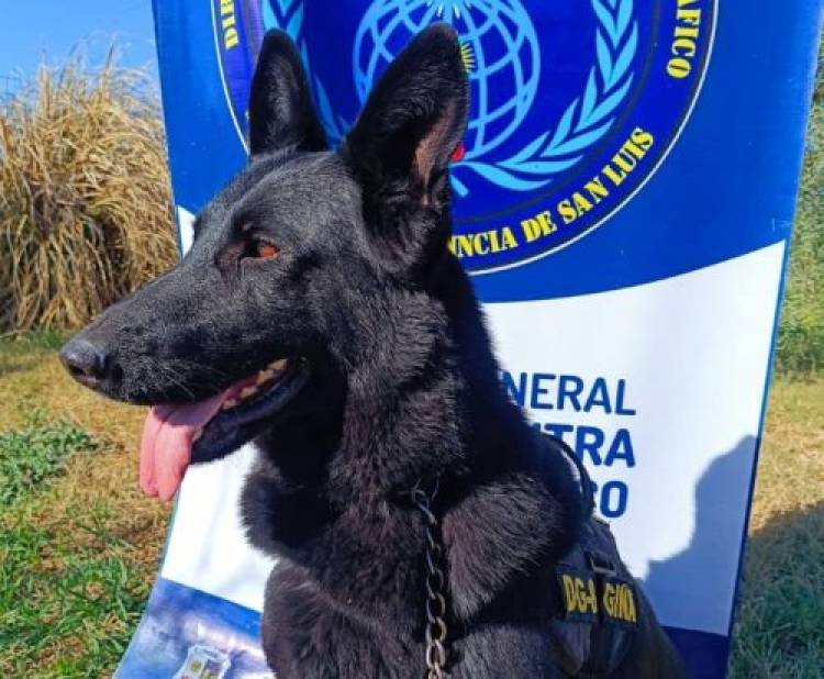SAN LUIS: GINA, LA PERRA POLICÍA QUE DETECTÓ CASI $8 MILLONES EN MARIHUANA EN UN OPERATIVO EN VILLA MERCEDES