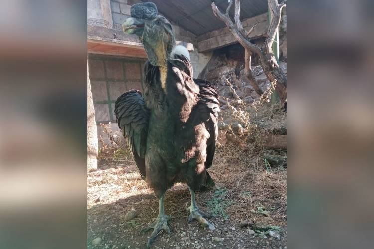 SAN LUIS: CÓNDOR ANDINO ADULTO RESCATADO EN LA CUMBRE EVOLUCIONA FAVORABLEMENTE
