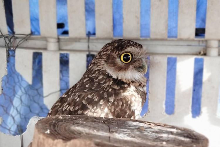 SAN LUIS RECUPERÓ MÁS DE 180 ANIMALES SILVESTRES EN LO QUE VA DEL AÑO