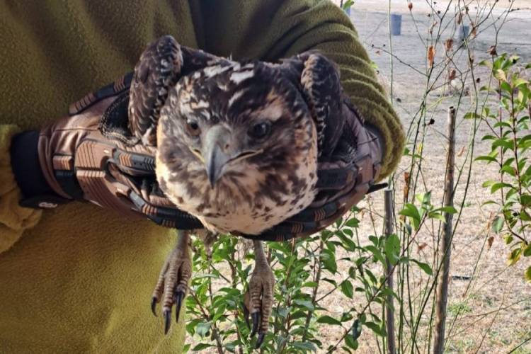 UN ÁGUILA MORA SE RECUPERA EN SAN LUIS Y UN ZORRO FUE EUTANASIADO
