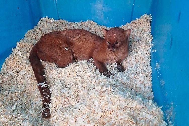 AVISTARON UN YAGUARUNDÍ EN NOGOLÍ: LA FAUNA NATIVA DE SAN LUIS, EN PRIMER PLANO