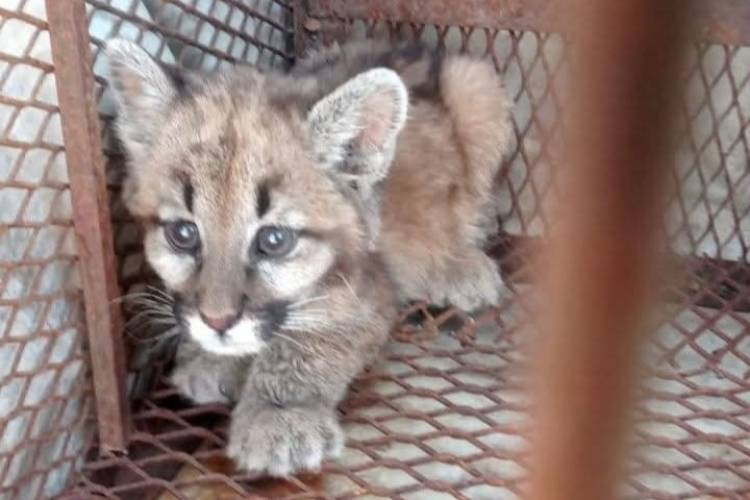 SAN LUIS: RESCATAN A UN CACHORRO DE PUMA EN EL DURAZNITO