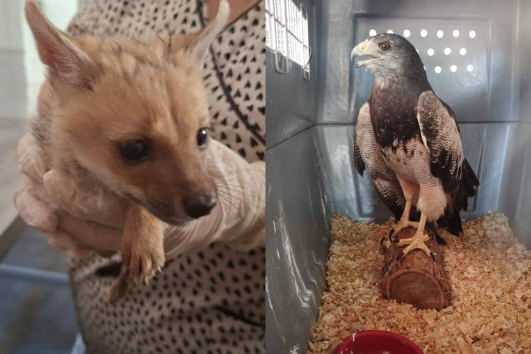 FAUNA DE SAN LUIS: UN ZORRO BEBÉ Y UN ÁGUILA MORA SE RECUPERAN EN EL CCVS DE LA FLORIDA 